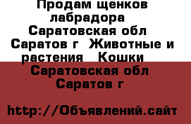 Продам щенков лабрадора - Саратовская обл., Саратов г. Животные и растения » Кошки   . Саратовская обл.,Саратов г.